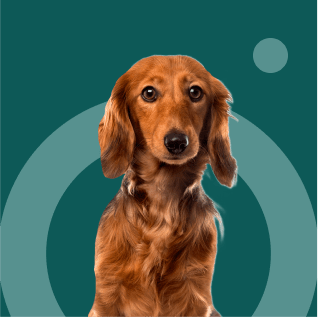 dog portrait with green background