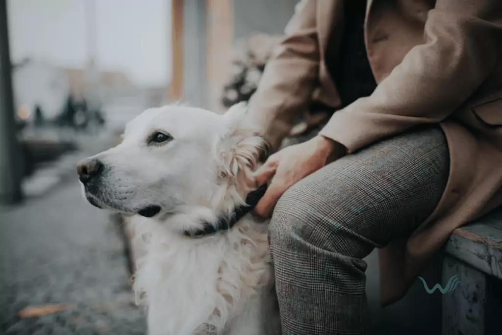 emotional support animal for depression choosing the right esa