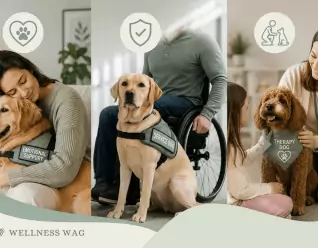 esa vs service dog vs. therapy dog what's the difference.