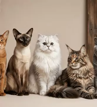 exploring the historical evolution of cat breeds