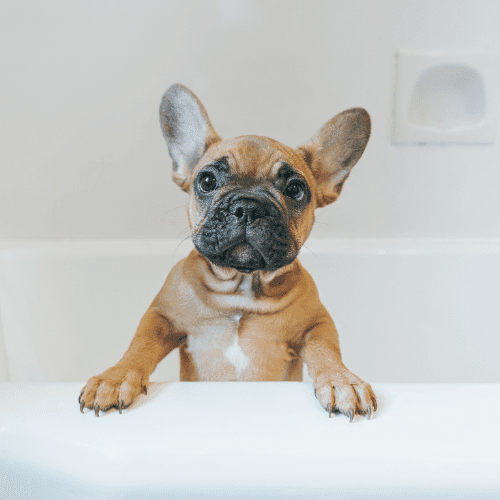 french bulldog emotional support animal laws mississippi wellness wag