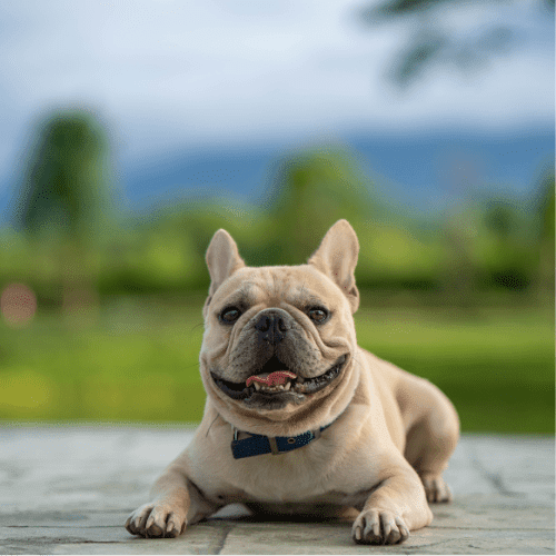 french bulldog emotional support animal louisiana wellness wag