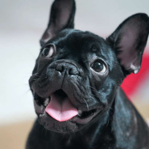 french bulldog emotional support animal michigan wellness wag