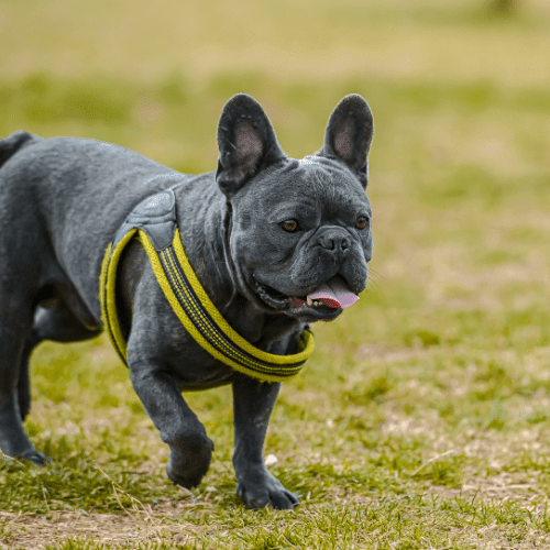 french bulldog emotional support animal nj wellness wag