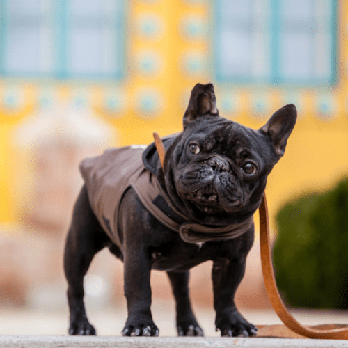 french bulldog emotional support animal utah wellness wag
