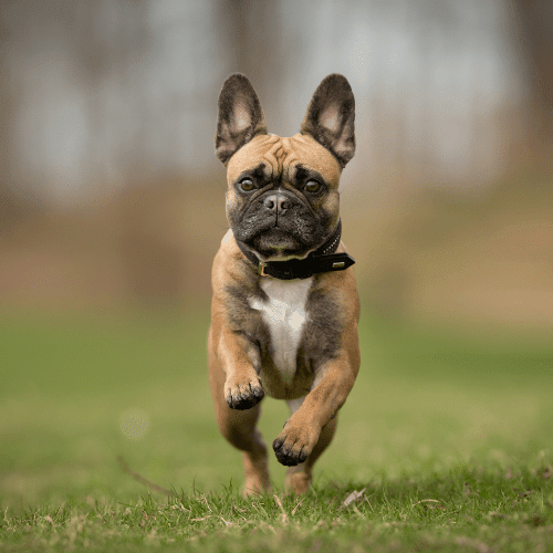 french bulldog minnesota emotional support animal wellness wag