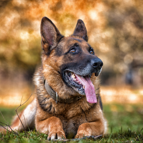 german shepherd emotional support animal florida wellness wag