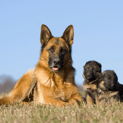 german shepherd emotional support animal laws mississippi wellness wag