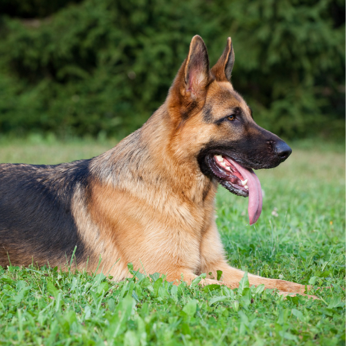 german shepherd emotional support animal utah wellness wag