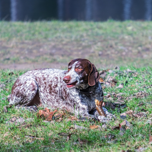 german shorthaired pointer emotional support animal laws pa wellness wag