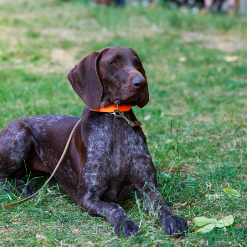 german shorthaired pointer emotional support animal montana wellness wag