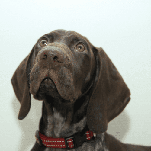 german shorthaired pointer emotional support animal nj wellness wag