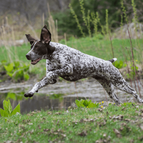 german shorthaired pointer emotional support animal ohio wellness wag
