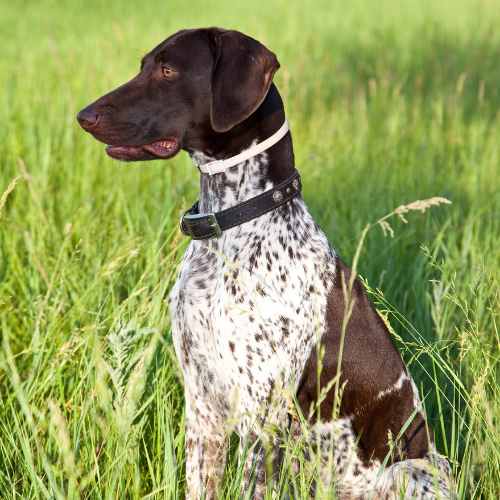 german shorthaired pointer emotional support animal oklahoma wellness wag