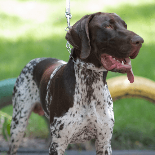 german shorthaired pointer emotional support animal registration texas wellness wag