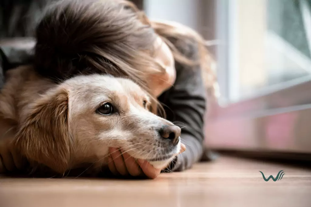 guide to training emotional support animals for depression