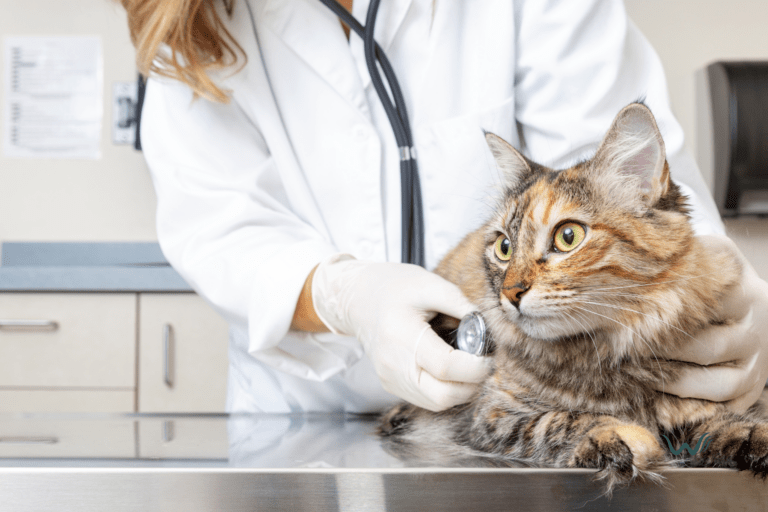 how can i get rid of lice on cats