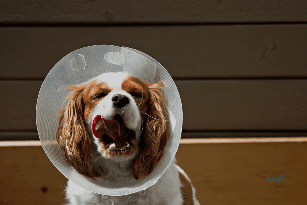 Stop Dog Wound Licking Effective Prevention Tips Wellness Wag