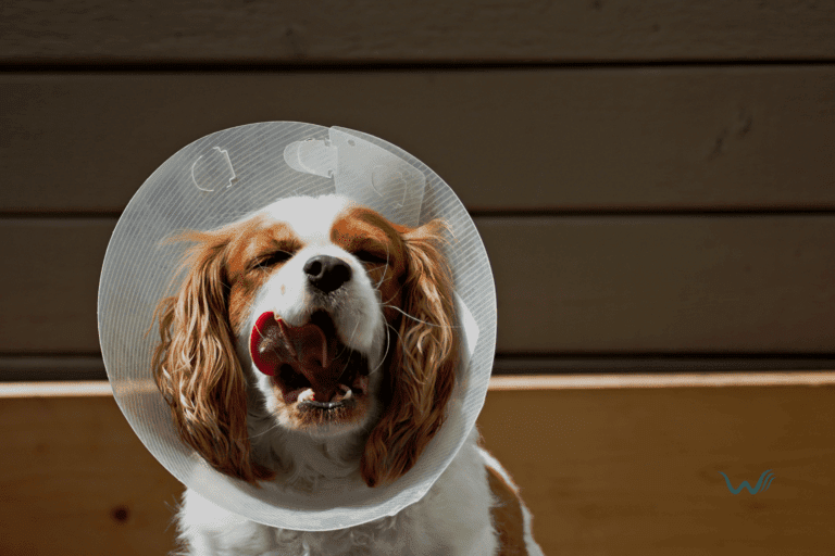 how do i prevent dog wound licking
