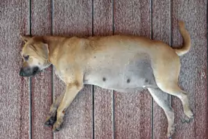 how long are dogs pregnant