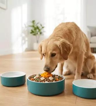 how to improve digestion through proper dog nutrition