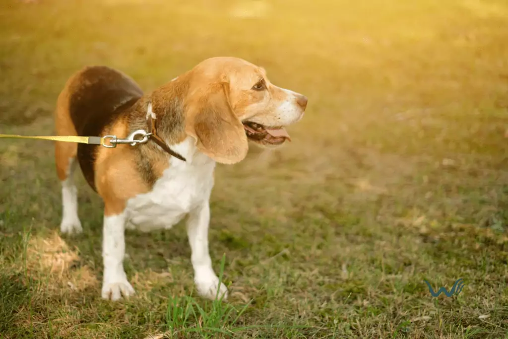 keeping your dog safe the importance of parasite control