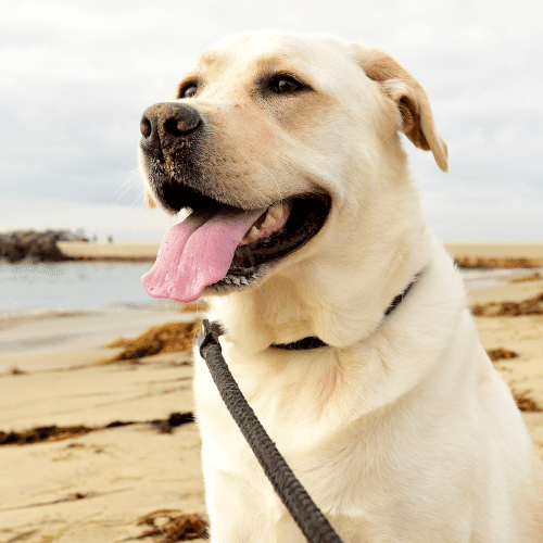 labrador retriever emotional support animal illinois wellness wag