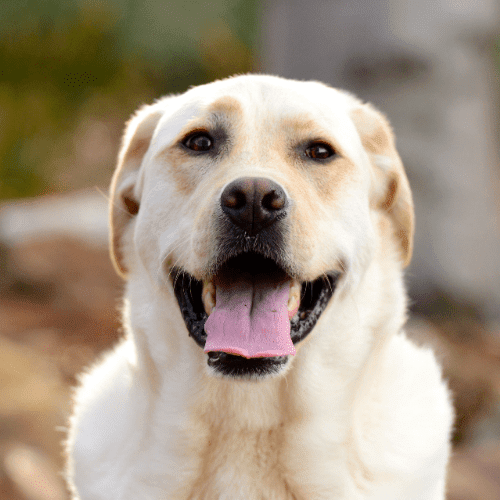 labrador retriever emotional support animal louisiana wellness wag