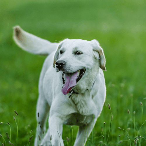 labrador retriever minnesota emotional support animal wellness wag