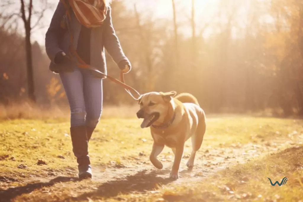 leash training for large dogs