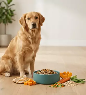 optimizing dog digestion with proper nutrition