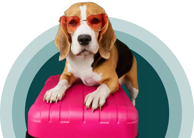 pet airline hero image