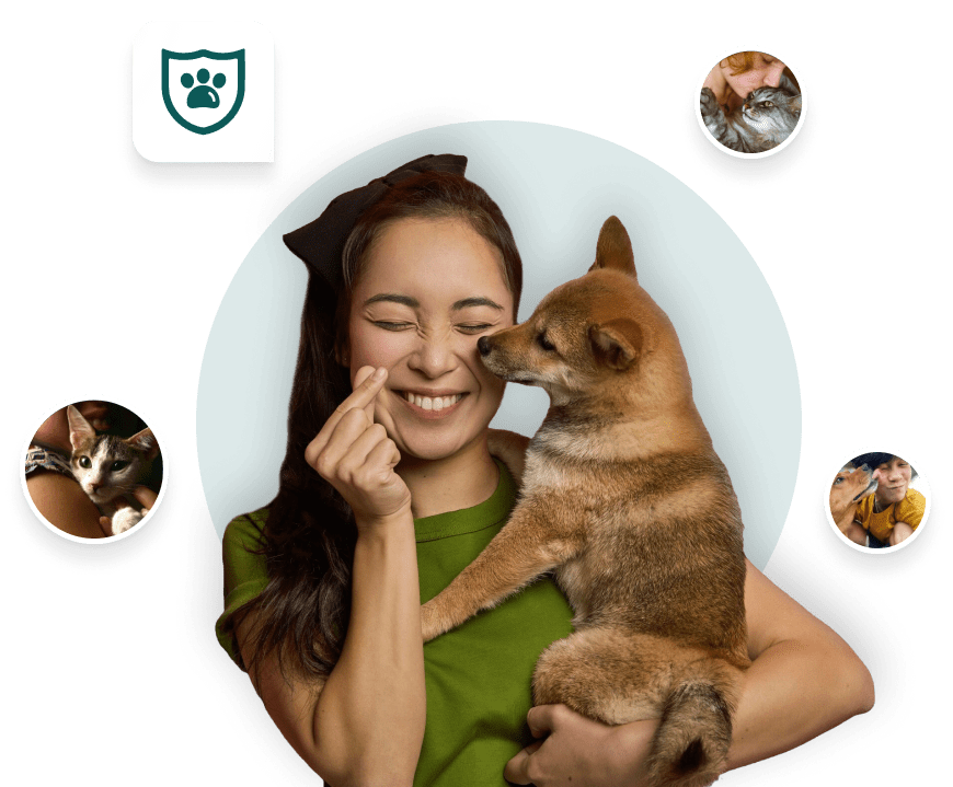 pet ins hero image