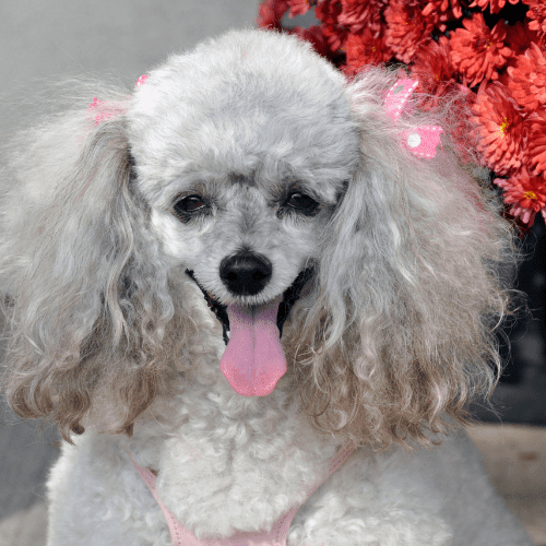 poodle emotional support animal laws mississippi wellness wag