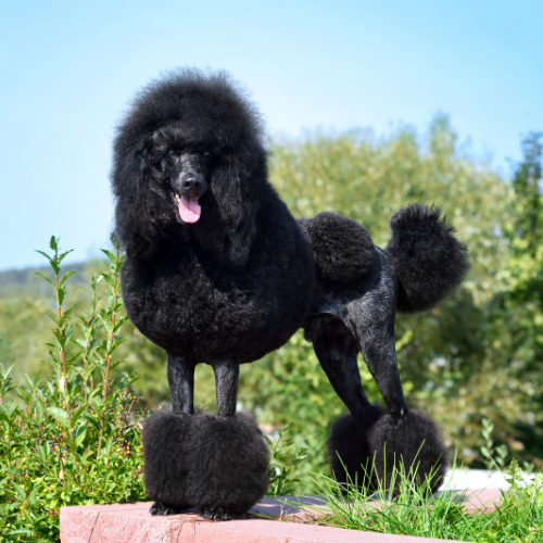 poodle emotional support animal michigan wellness wag