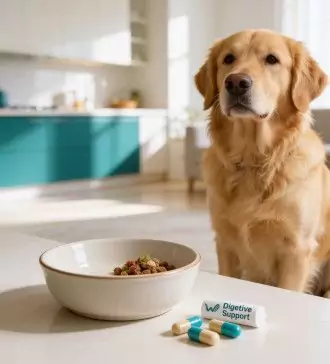 promoting digestive health common medications for dogs