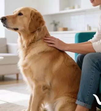 protecting your dog the importance of heartworm prevention medication