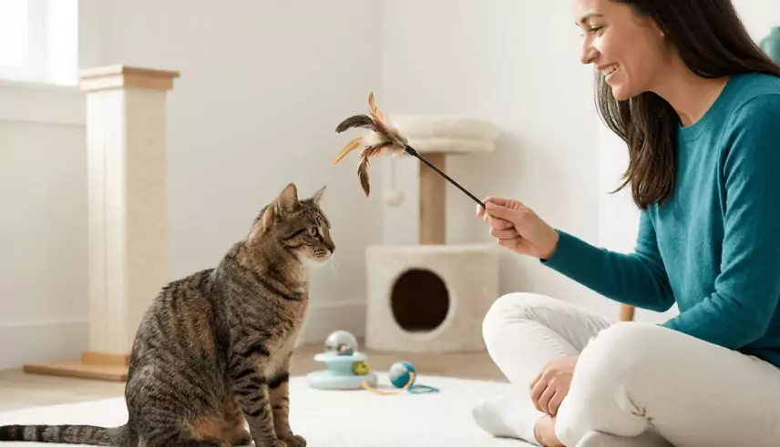proven techniques to improve cat behavior