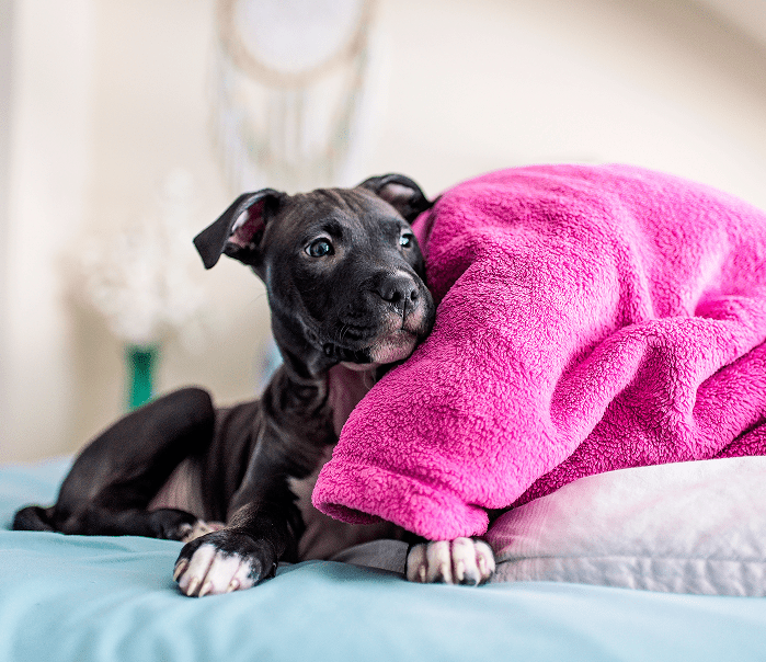 puppy relaxing with pink blanket