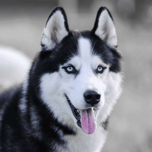 siberian husky emotional support animal michigan wellness wag