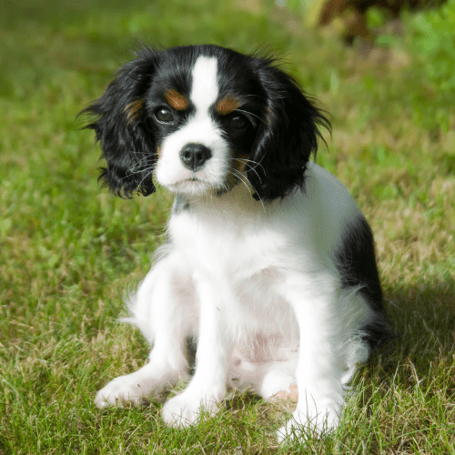 spaniel emotional support animal utah wellness wag