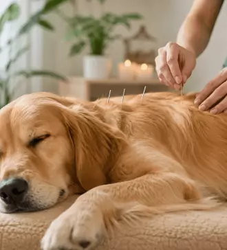 The Benefits Of Acupuncture For Dogs