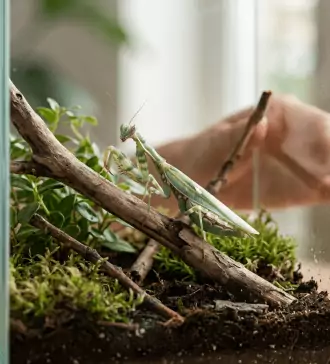 the case for insect insurance protecting your tiny pets