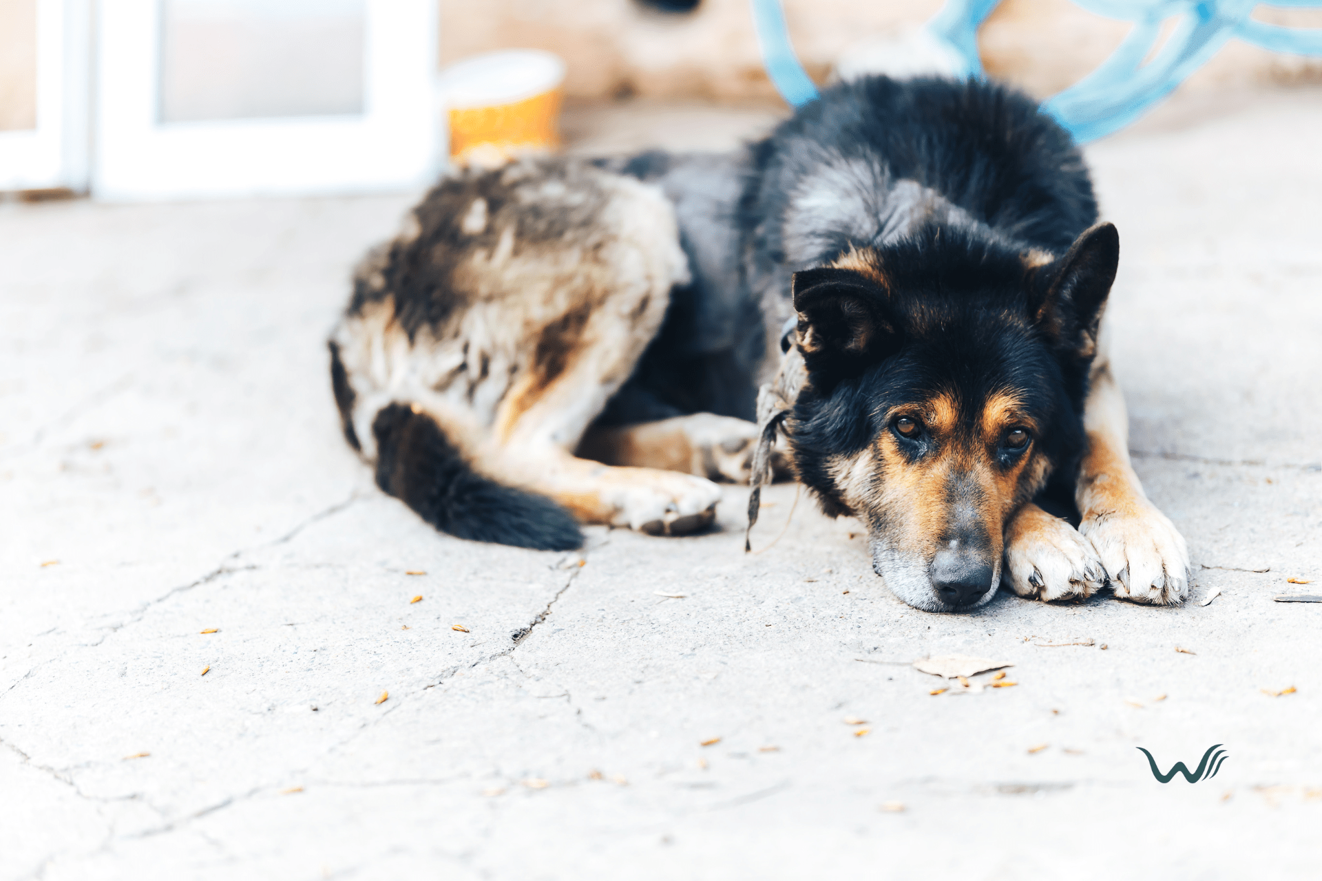 the causes and treatment for mange on dogs