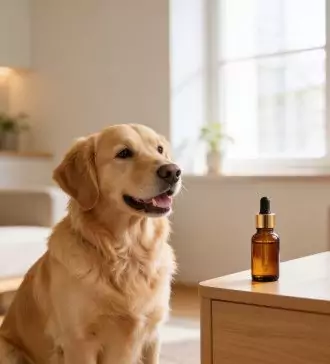 the healing power of cbd for dogs