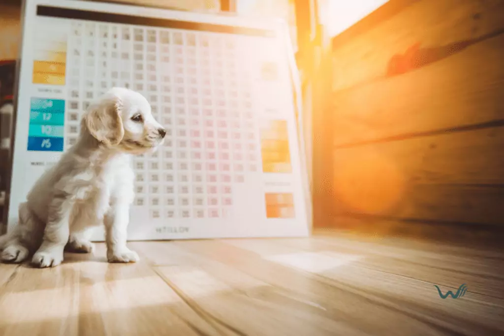 the ideal shot schedule for a new puppy