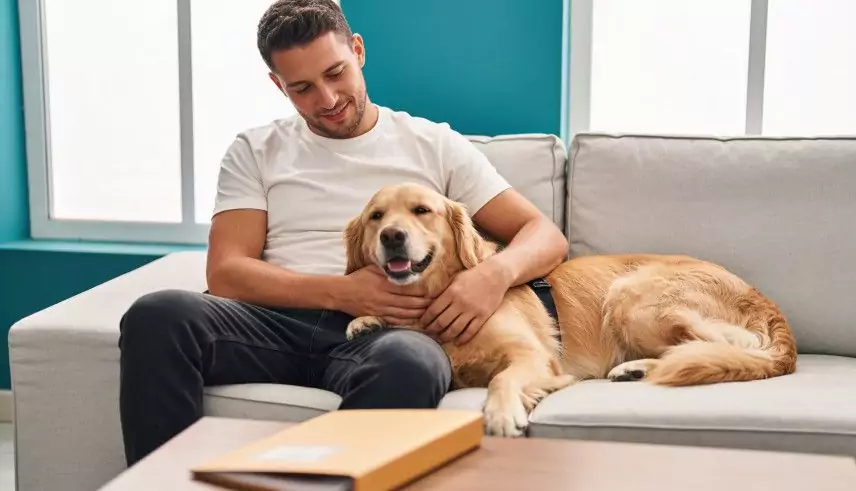 the importance of emotional support animal certification