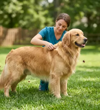 the importance of flea and tick prevention for dogs