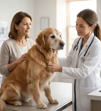 the importance of senior dog insurance