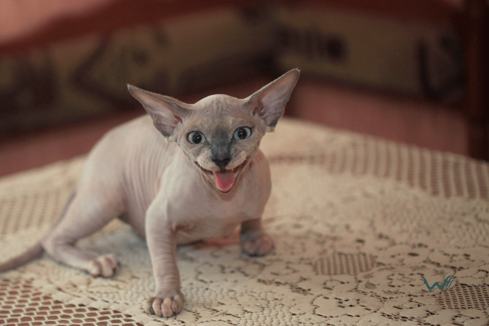 the ultimate guide to hairless dogs and cats